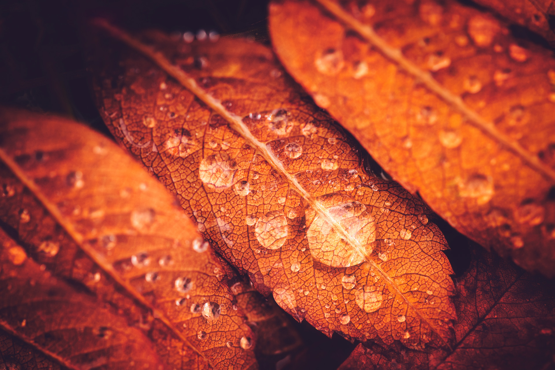 Autumn Drops