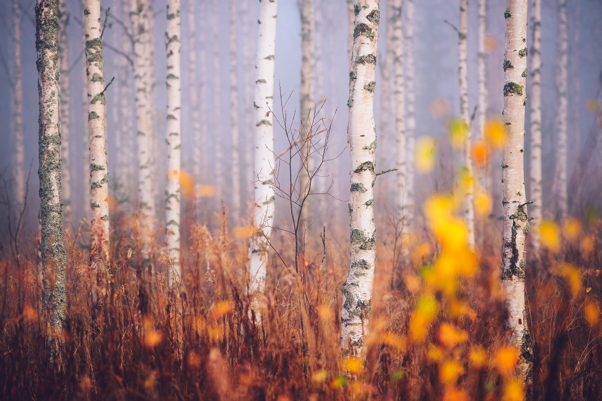 Foggy Birch Forest