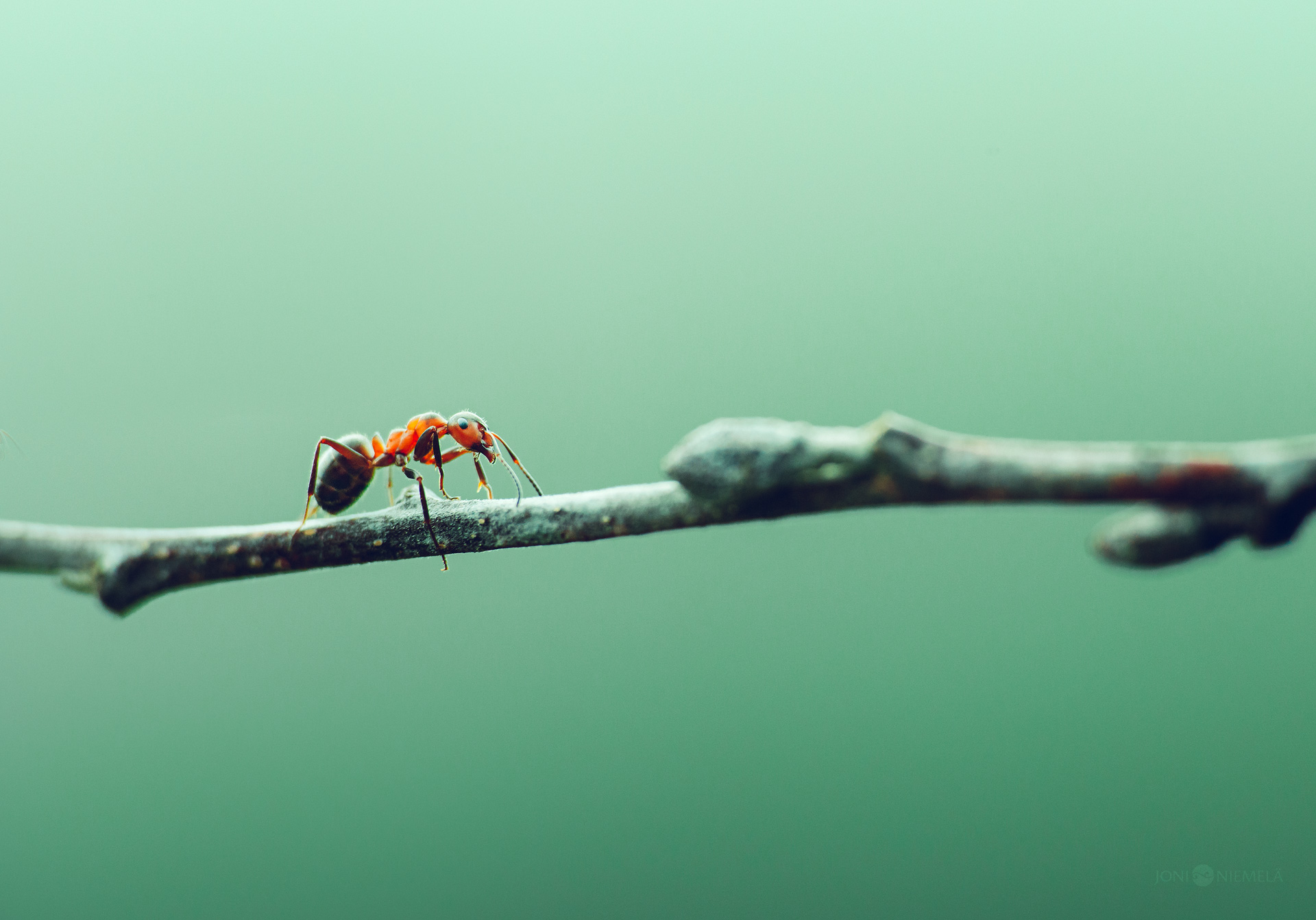 Ant On A Willow Branch