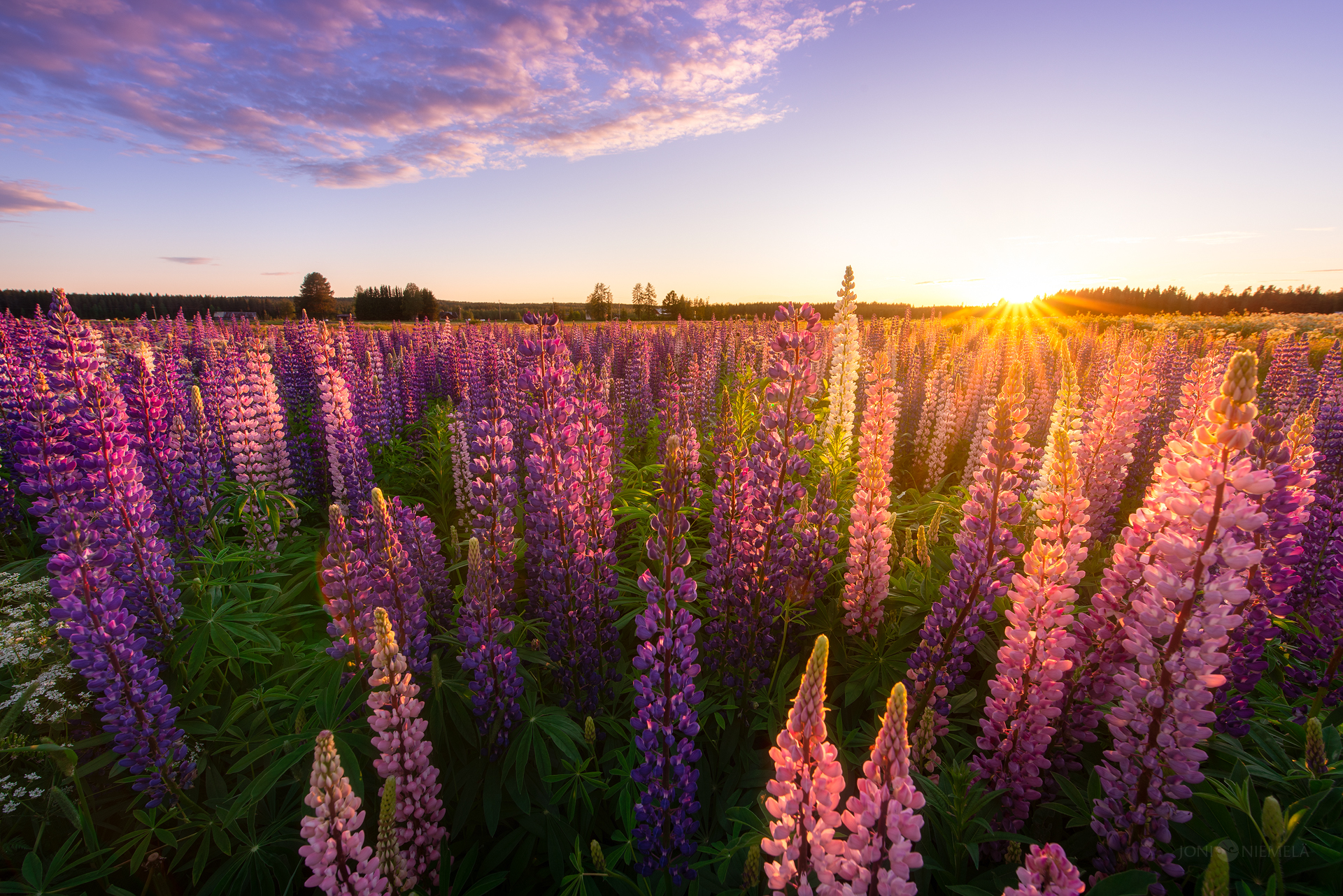 Field of Lupines