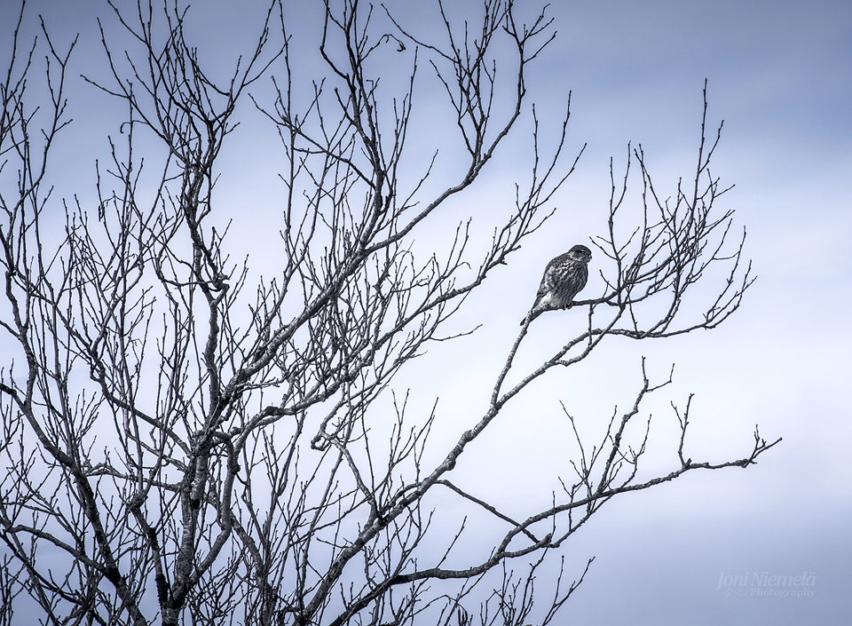 Lurking Falcon