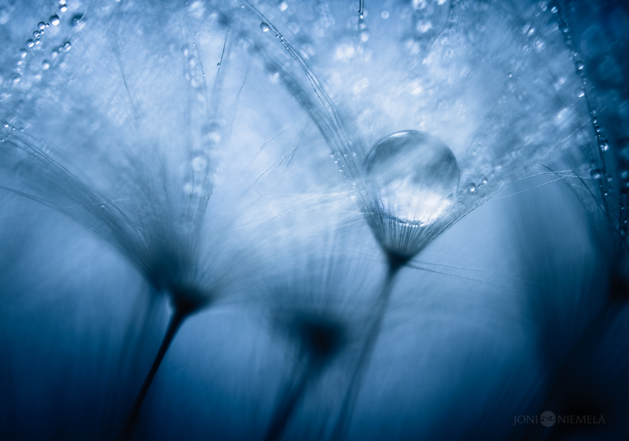 Blue Dewdrops