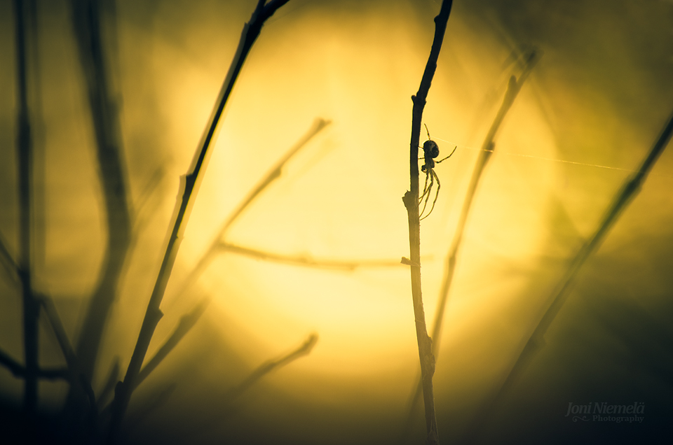 Silhouette Of A Spider
