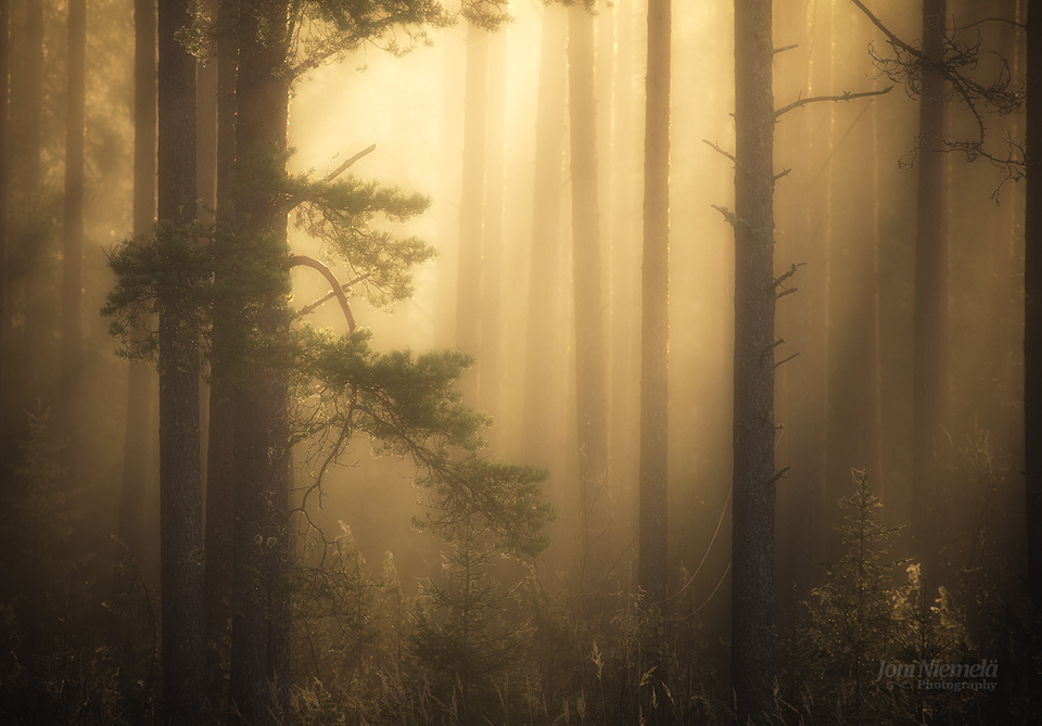Foggy Pine Forest