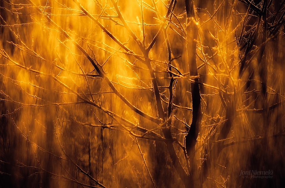 Burning Branches