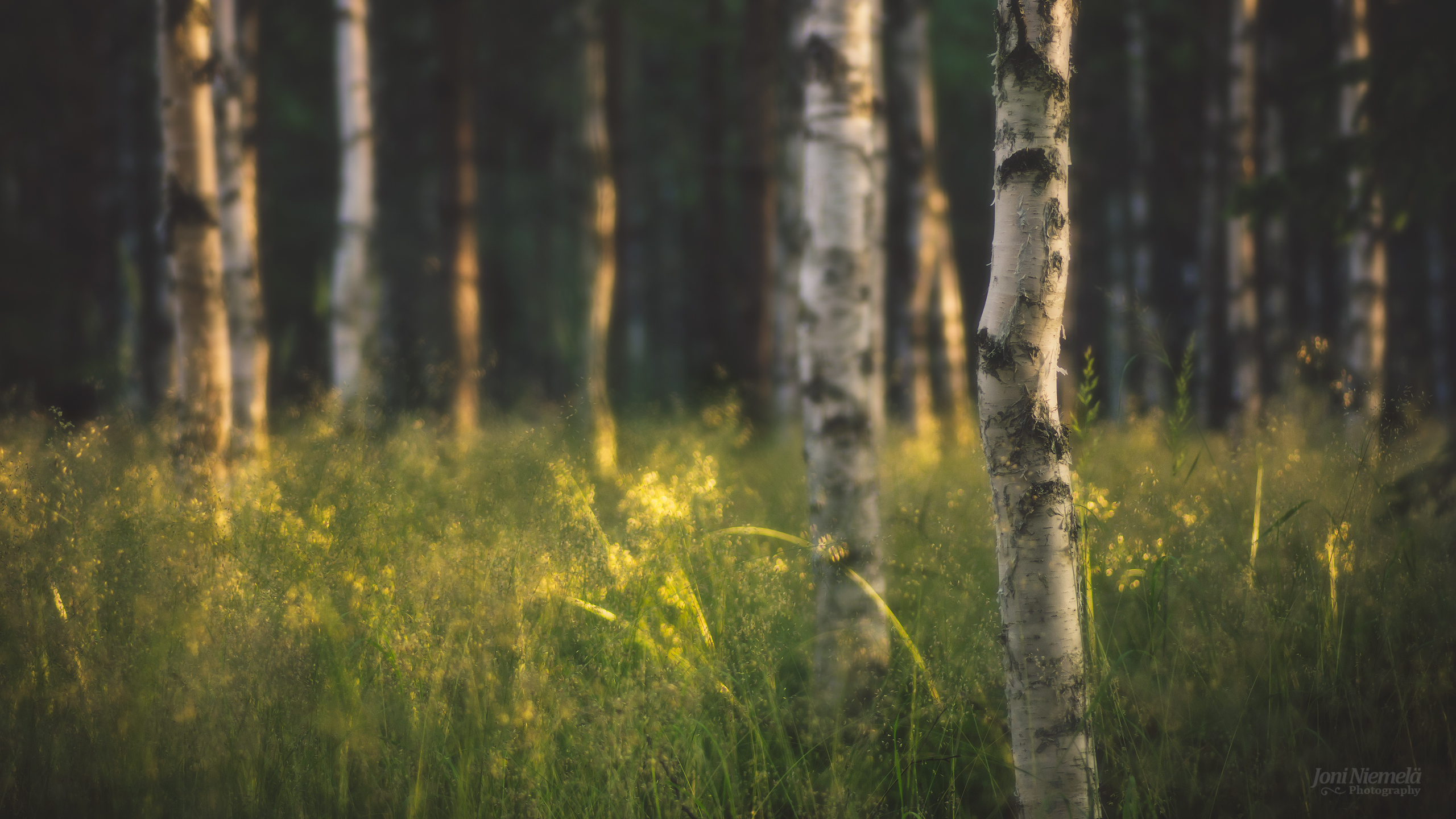 Summer Birch Forest