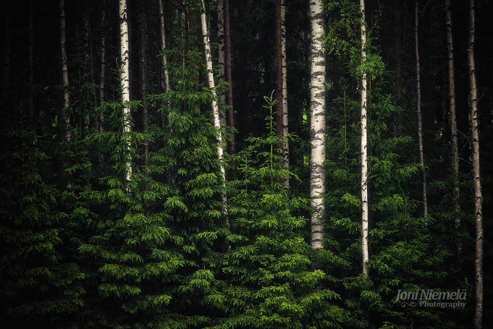 Birches And Spruces