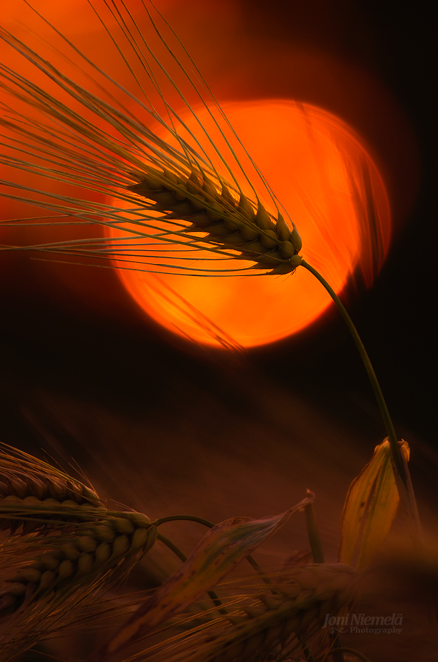 Sunset Barleys
