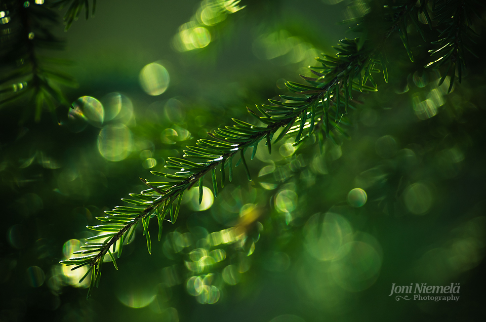 Pine Needles Of The Spring